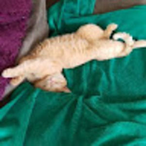 Meet your Posher, Sheree